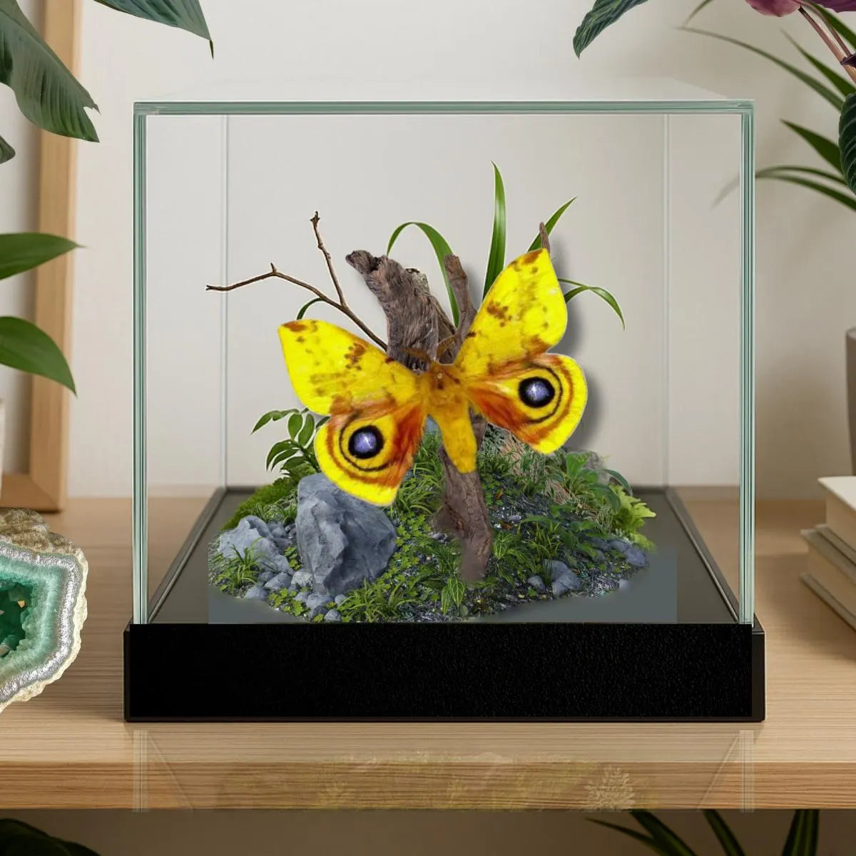 Automeris io Moth Diorama – 6×6×6 Acrylic Display (Male)