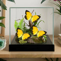 Abaeis nicippe Butterfly Diorama – Triple Specimen (6×6×6 Acrylic Display)