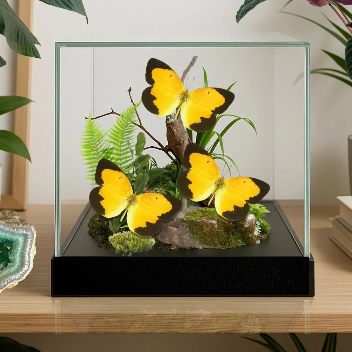 Abaeis nicippe Butterfly Diorama – Triple Specimen (6×6×6 Acrylic Display)