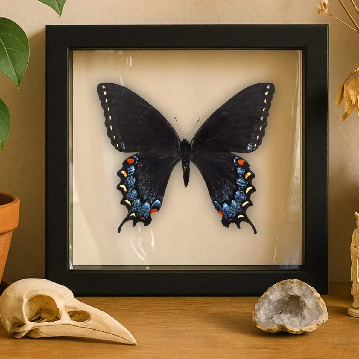Framed Eastern Tiger Swallowtail Butterfly – Dark Female Phase (Papilio glaucus)