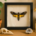 Framed Death’s-head Hawkmoth Specimen (Acherontia styx)