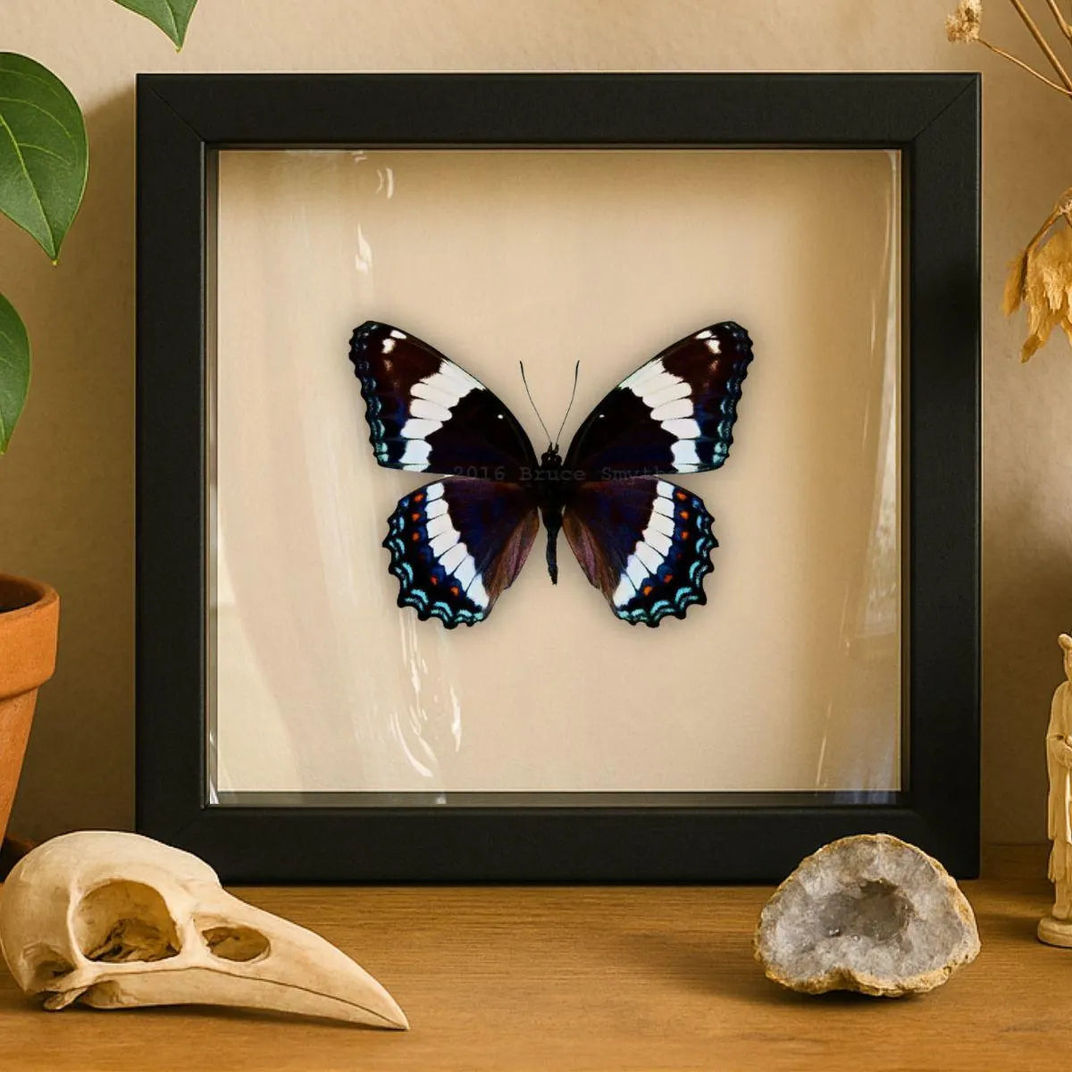 Framed Red-spotted Purple Butterfly Specimen (Limenitis arthemis astyanax)