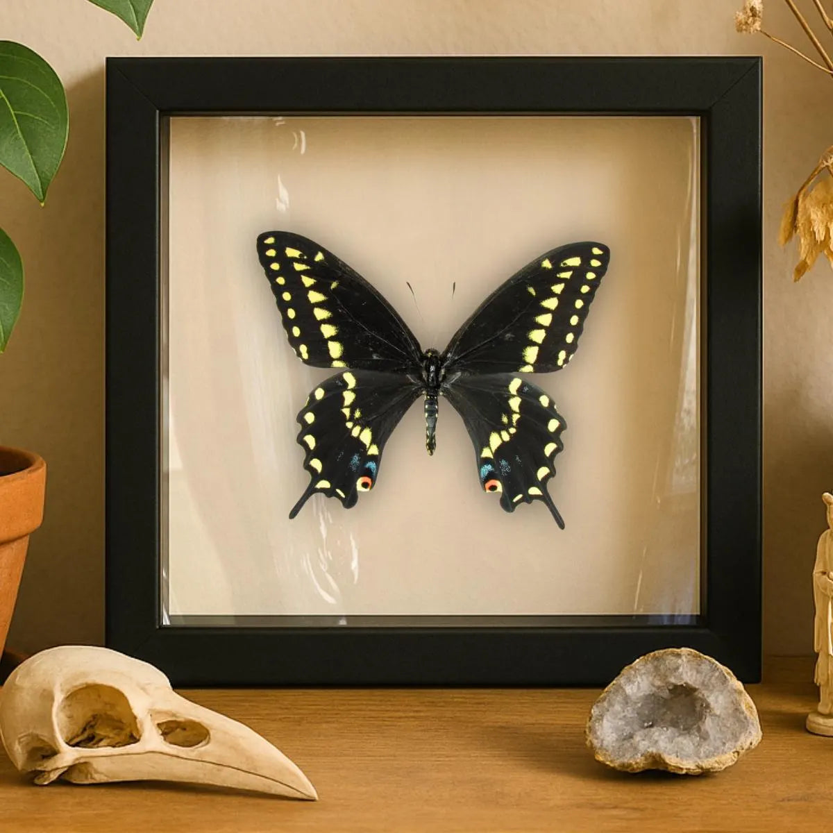 Framed Black Swallowtail Butterfly Specimen – Male (Papilio polyxenes)