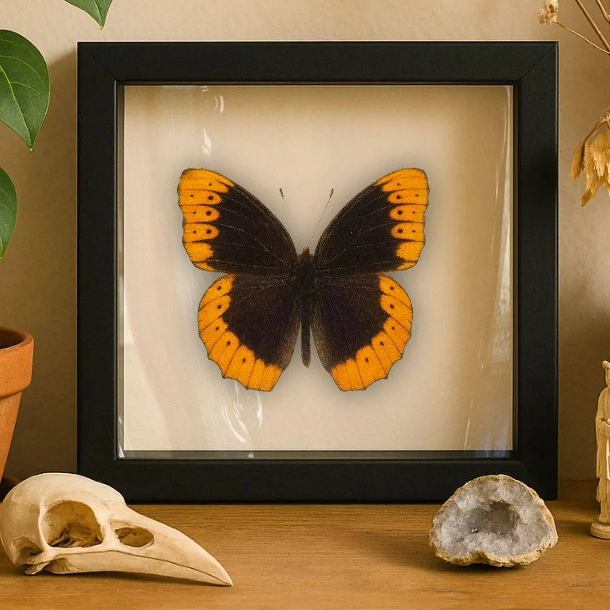 Framed Diana Fritillary Butterfly Specimen – Male (Speyeria diana)