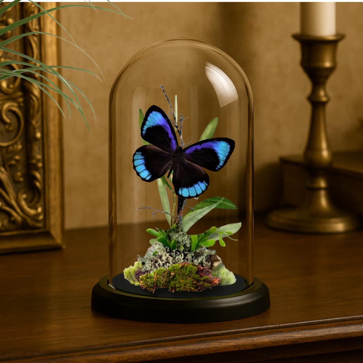 Eunica eurota Iridescent Eunica Butterfly Cloche Dome Diorama – Natural History Display 6x4 Acrylic