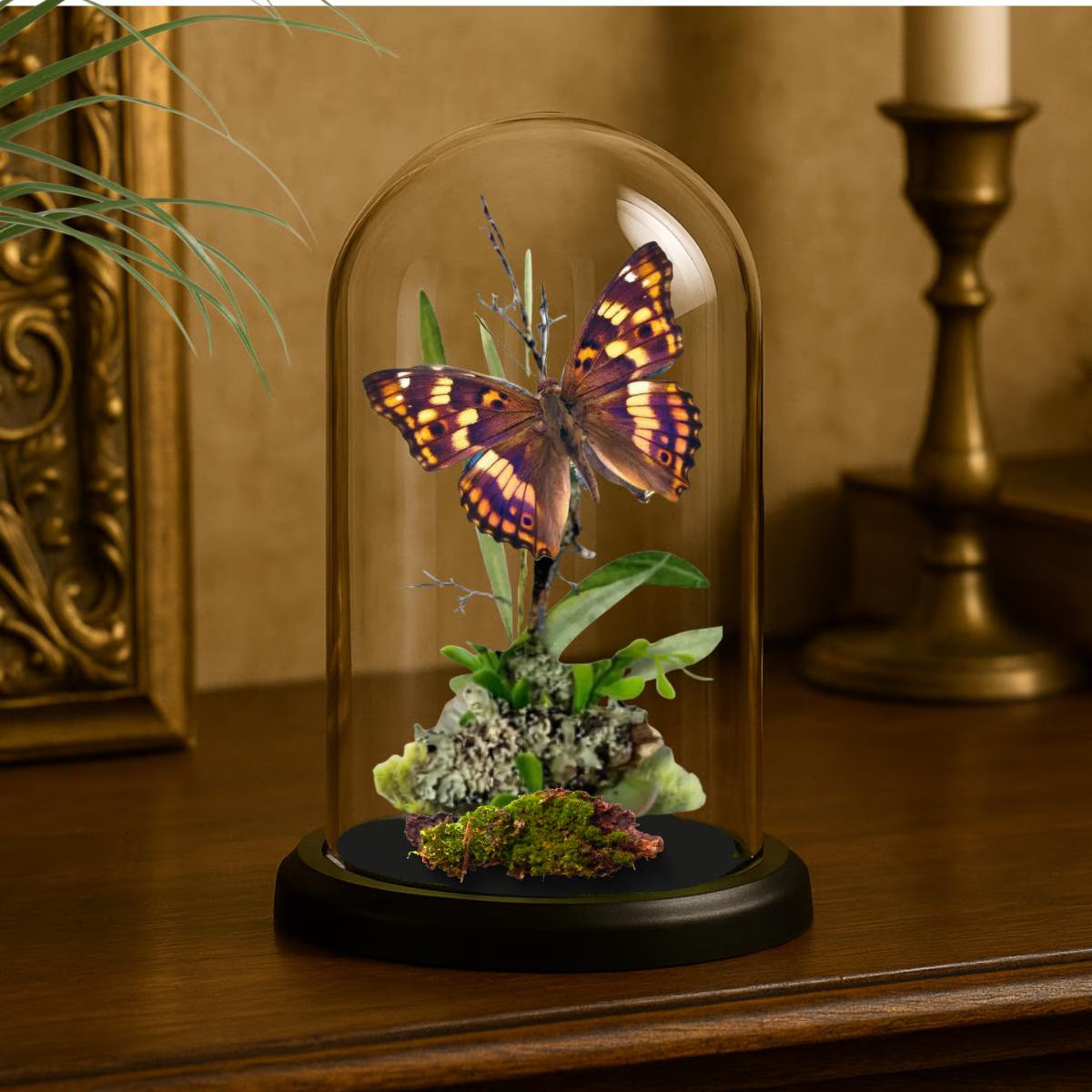 Apatura ilia Purple Emperor Butterfly Cloche Dome Diorama – Natural History Display 6x4 Acrylic