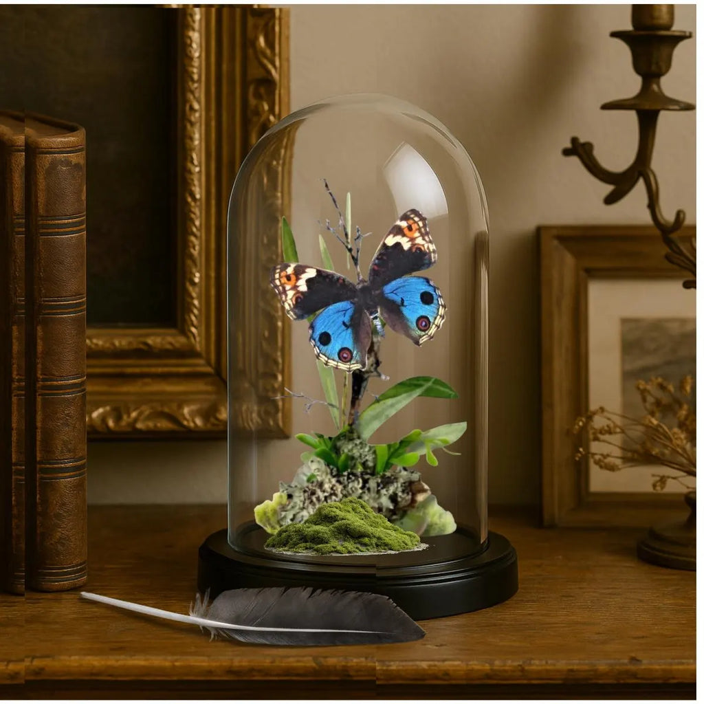 Junonia orithya Blue Buckeye Butterfly Cloche Dome Diorama – Natural History Display 6x4 Acrylic