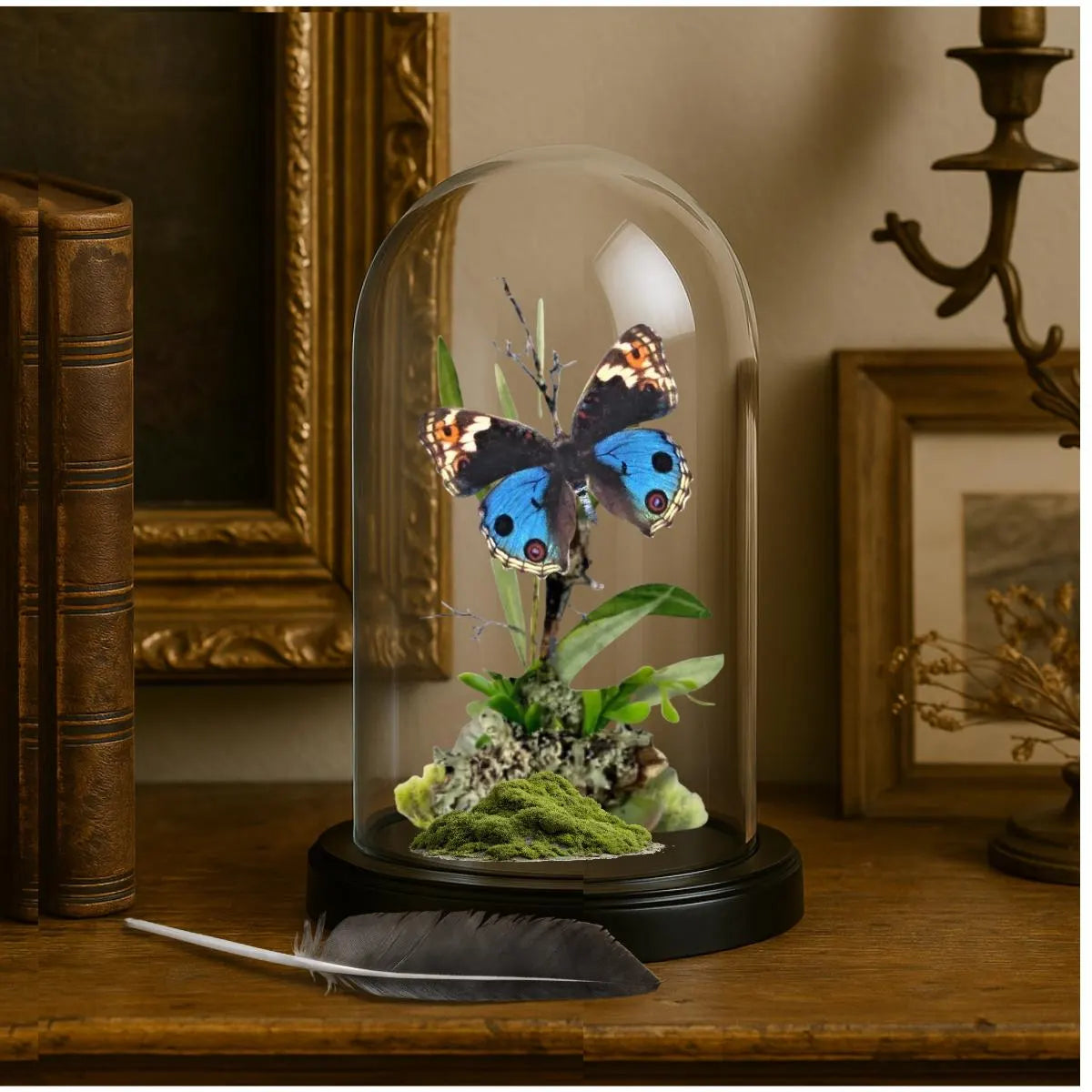 Junonia orithya Blue Buckeye Butterfly Cloche Dome Diorama – Natural History Display 6x4 Acrylic