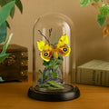 Automeris io Io Moth Cloche Dome Diorama – Natural History Display 6x4 Acrylic