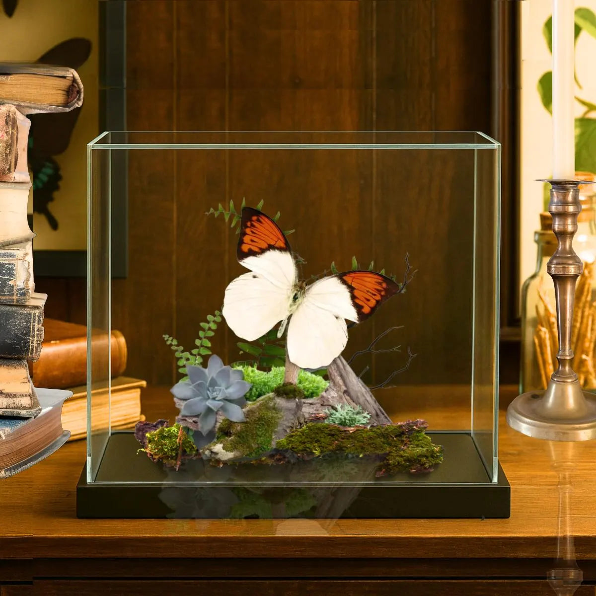 Hebomoia glaucippe Great Orange Tip Butterfly Diorama – Natural History Display 6x8x6 Acrylic