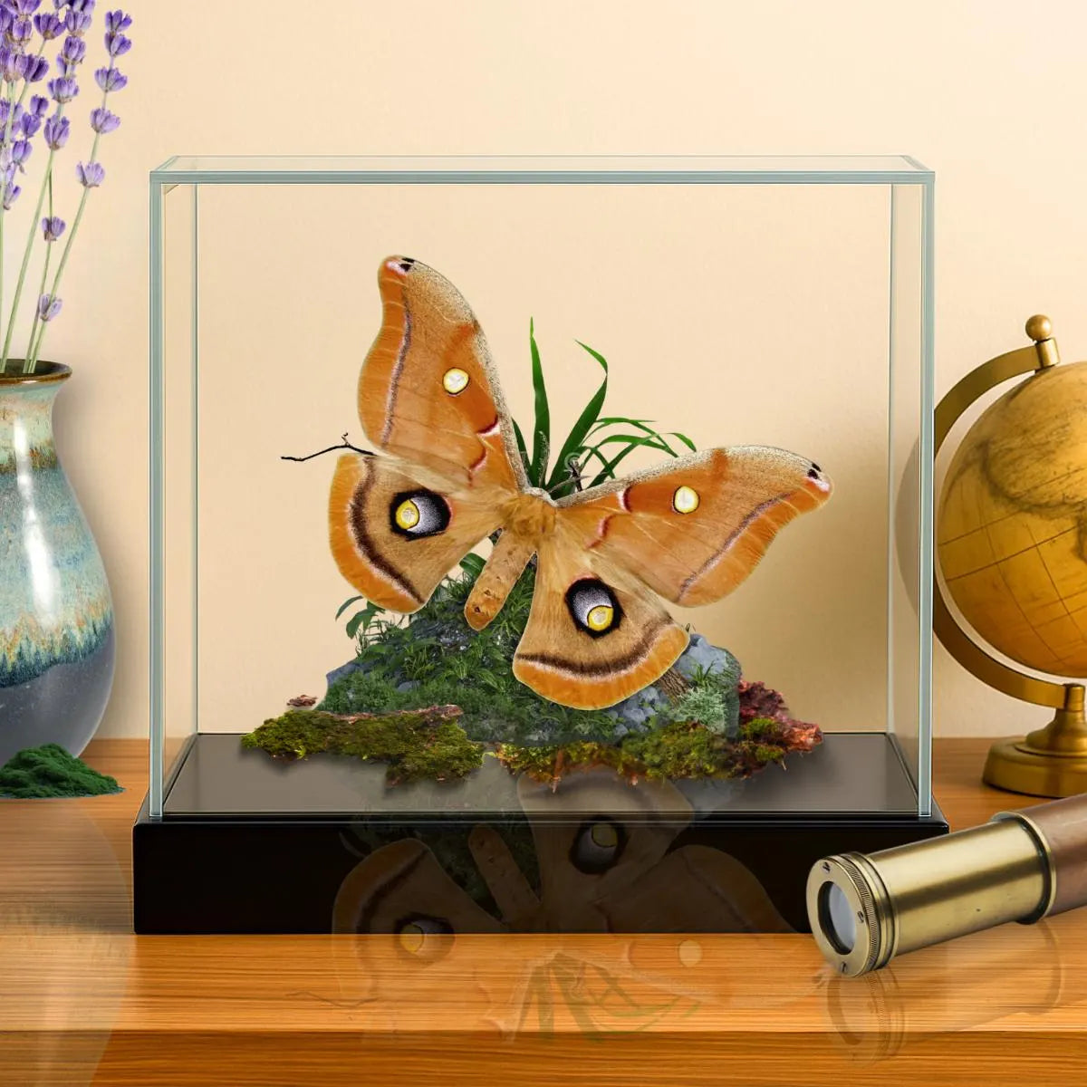 Antheraea polyphemus Polyphemus Moth Diorama – Natural History Display 6x8x6 Acrylic
