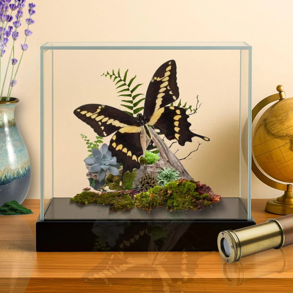 Papilio cresphontes Giant Swallowtail Butterfly Diorama – Natural History Display 6x8x6 Acrylic