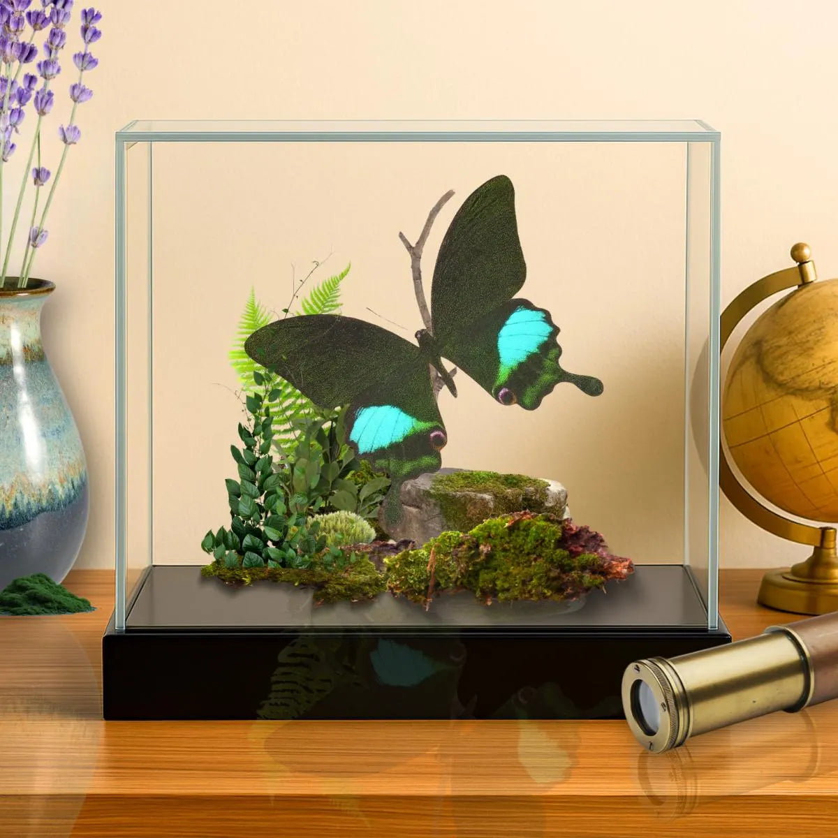 Papilio paris Paris Peacock Swallowtail Diorama – Natural History Display 6x8x6 Acrylic