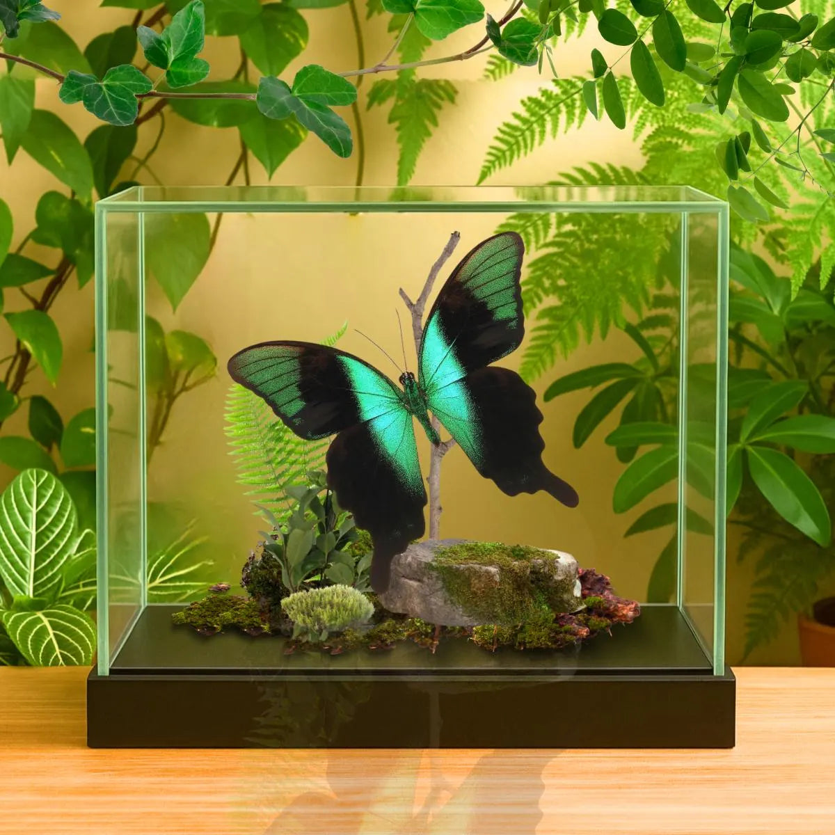 Papilio peranthus Peranthus Peacock Swallowtail Diorama – Natural History Display 6x8x6 Acrylic
