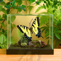 Papilio glaucus Eastern Tiger Swallowtail Butterfly Diorama – Natural History Display 6x8x6 Acrylic