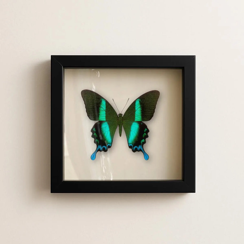 Framed Peacock Swallowtail Specimen (Papilio blumei) 9×9