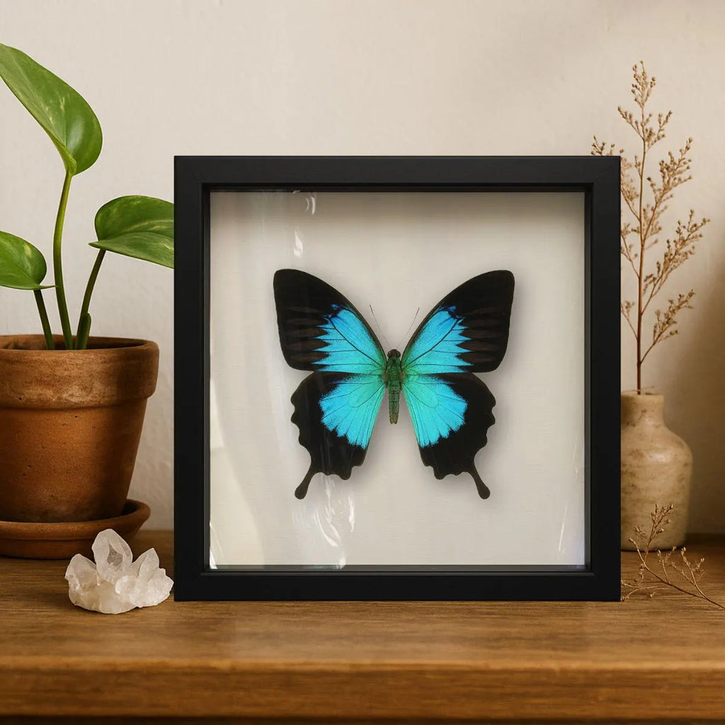 Framed Ulysses Swallowtail Butterfly Specimen (Papilio ulysses) 9×9