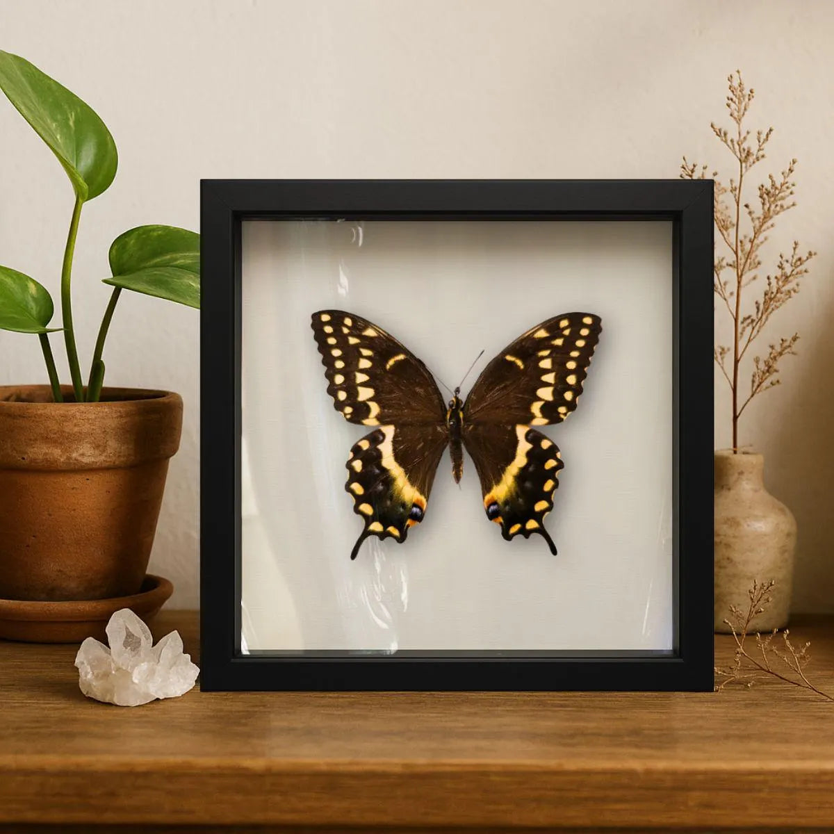Framed Palamedes Swallowtail Butterfly Specimen (Papilio palamedes) 9×9