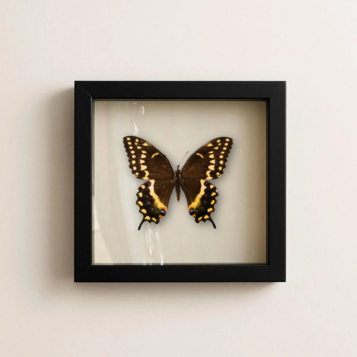 Framed Palamedes Swallowtail Butterfly Specimen (Papilio palamedes) 9×9
