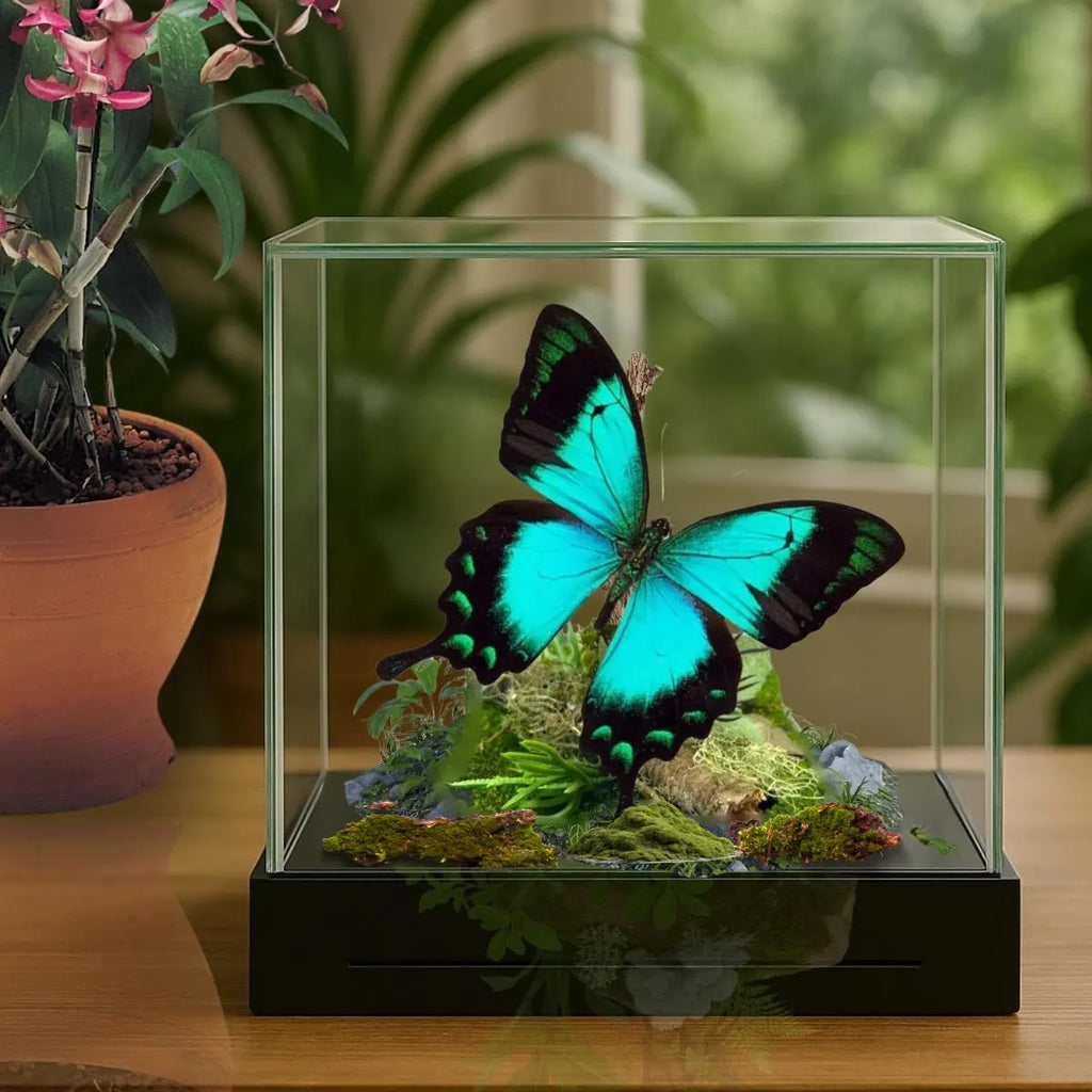 Papilio lorquinianus Butterfly Diorama – 6×6×6 Acrylic Display