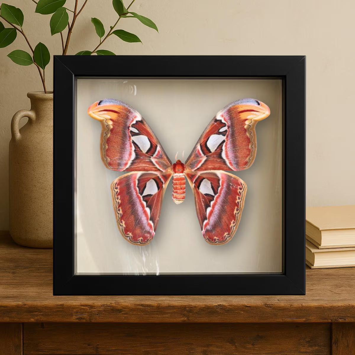 Framed Atlas Moth Specimen – Female (Attacus atlas) 12×12