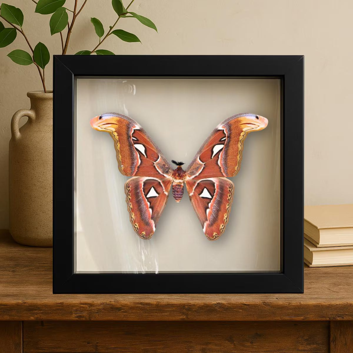 Framed Atlas Moth Specimen – Male (Attacus atlas) 12×12