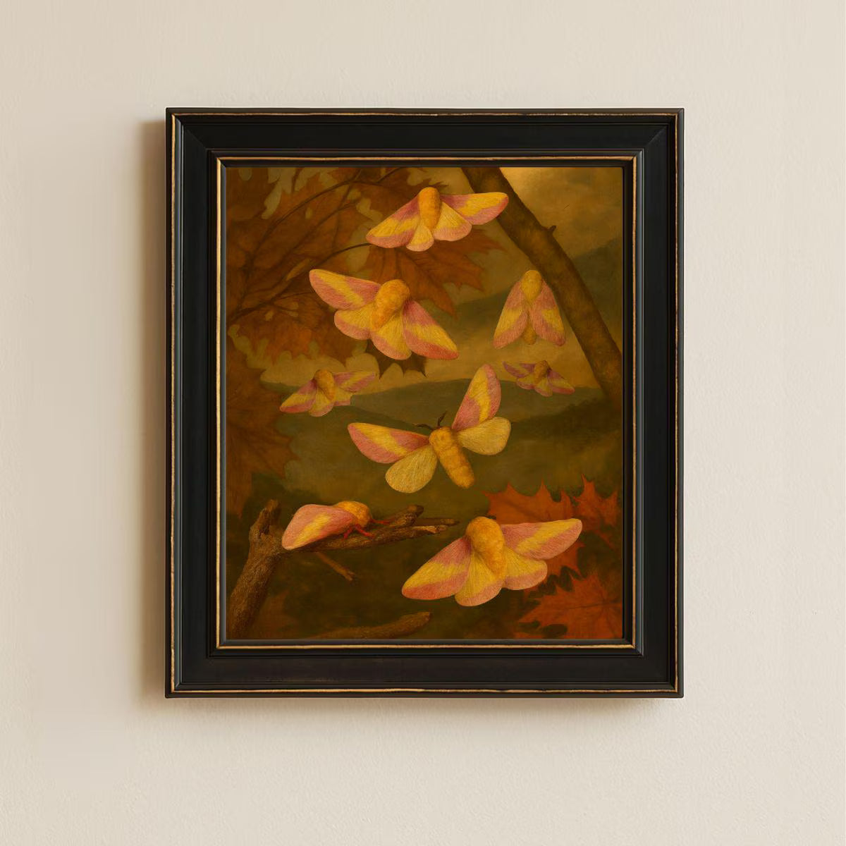Framed Rosy Maple Moth Print – Dryocampa rubicunda Vintage Natural History Wall Art 8x10