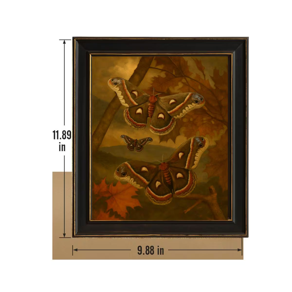Framed Cecropia Moth Print – Hyalophora cecropia Vintage Natural History Wall Art 8x10