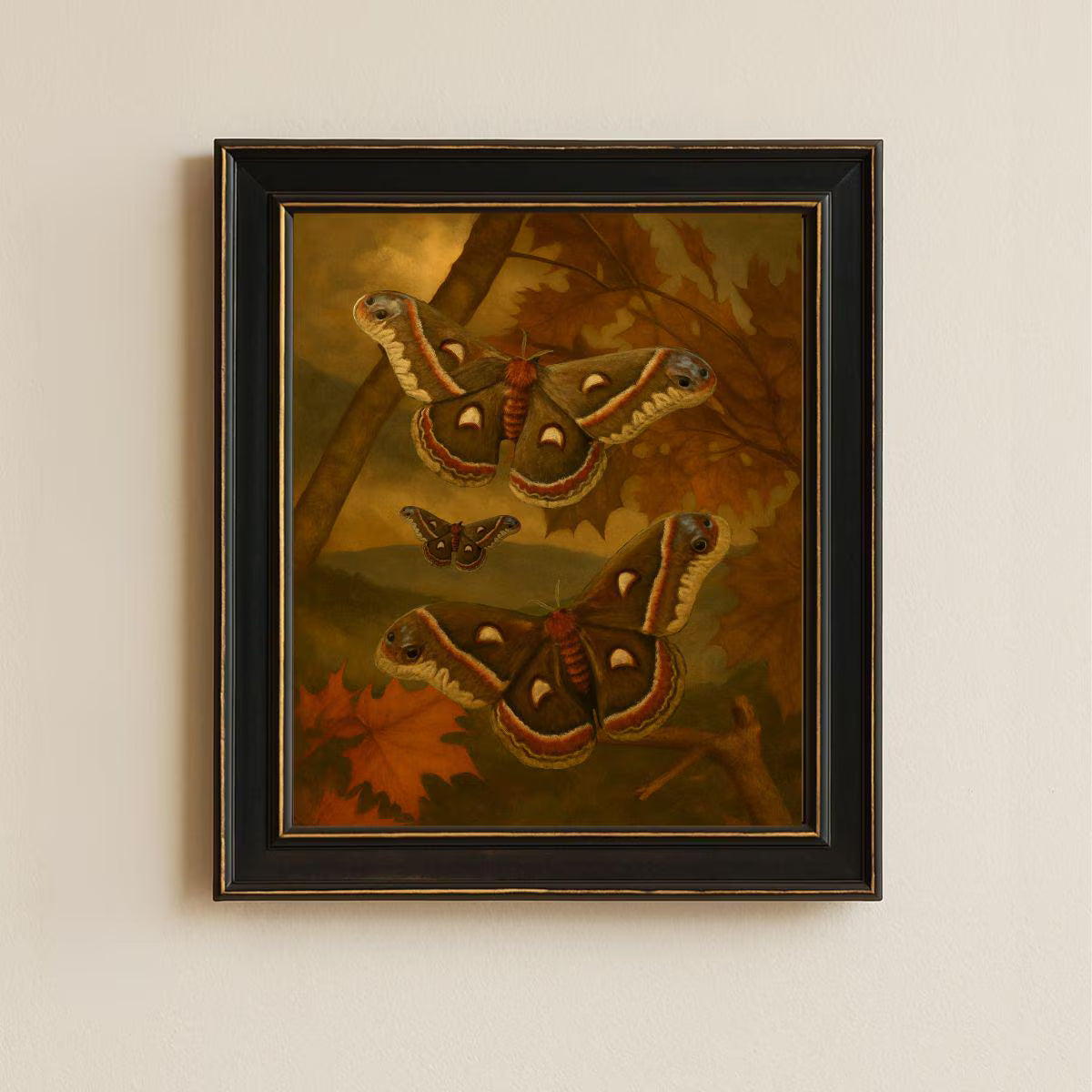 Framed Cecropia Moth Print – Hyalophora cecropia Vintage Natural History Wall Art 8x10