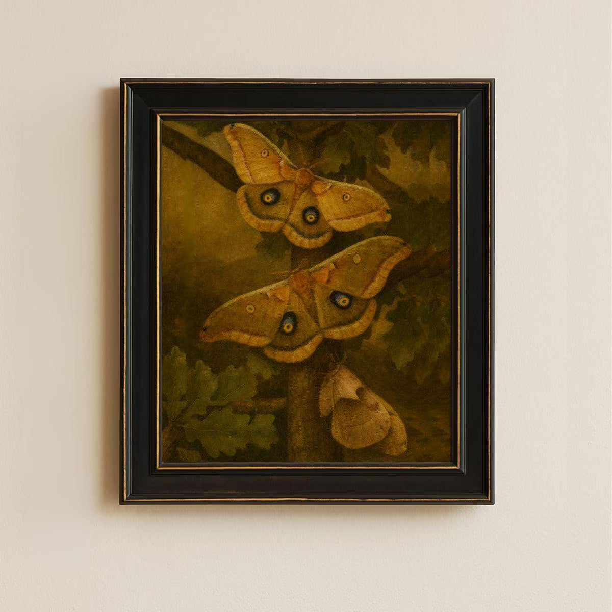Framed Polyphemus Moth Print – Antheraea polyphemus Vintage Natural History Wall Art 8x10