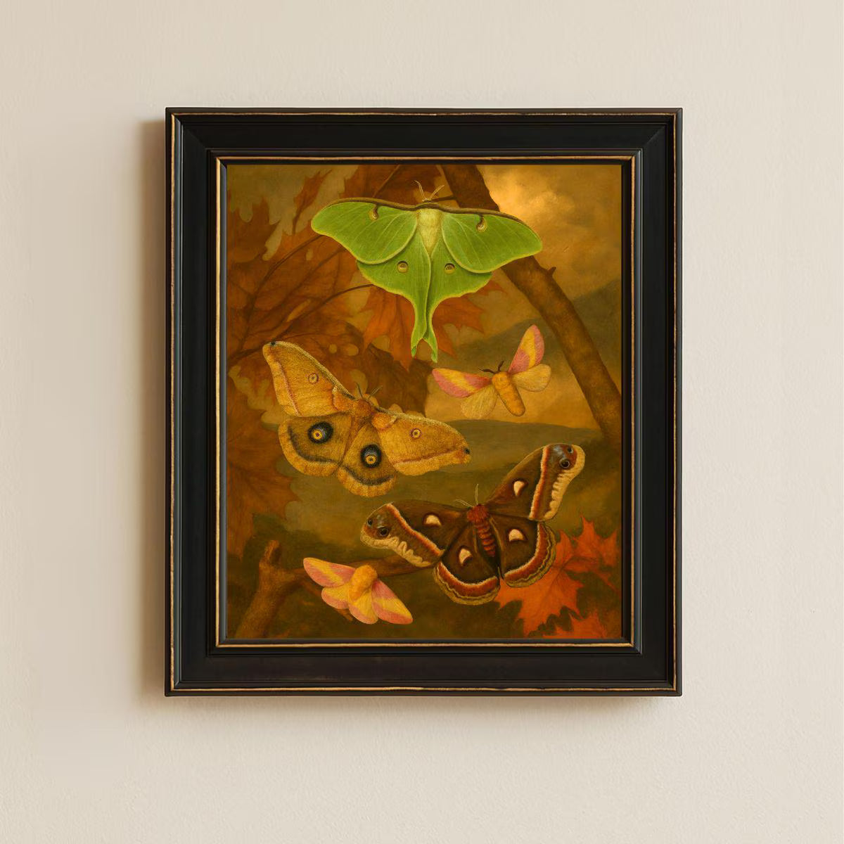 Framed Moth Collection Print – Luna, Cecropia, Polyphemus & Rosy Maple Vintage Natural History Wall Art 8x10