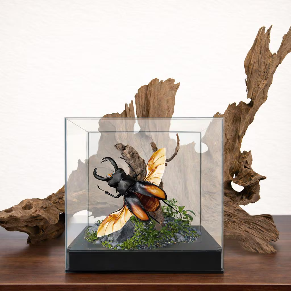 Philippines Stag Beetle Diorama – Tropical Natural History Display 6x6x6 Cube display