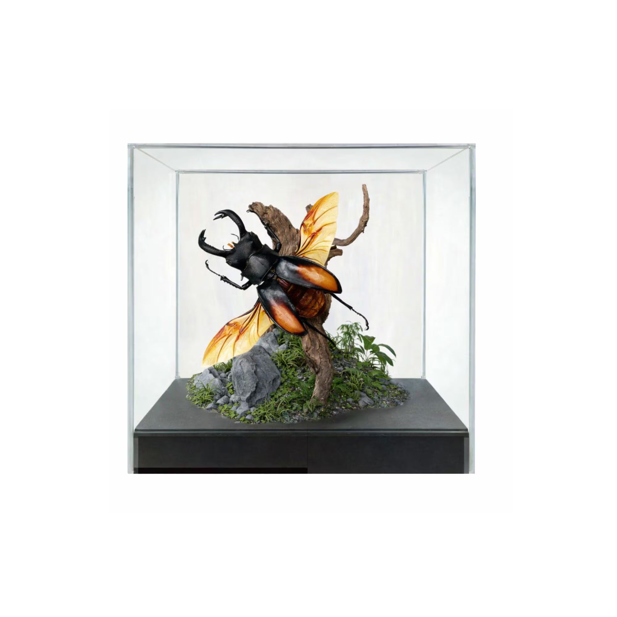 Philippines Stag Beetle Diorama – Tropical Natural History Display 6x6x6 Cube display