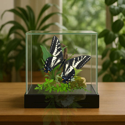 apilio eurymedon Butterfly Diorama – 6×6×6 Acrylic Display