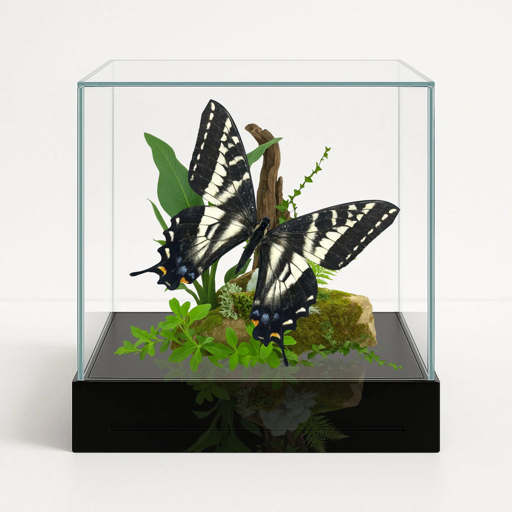 apilio eurymedon Butterfly Diorama – 6×6×6 Acrylic Display