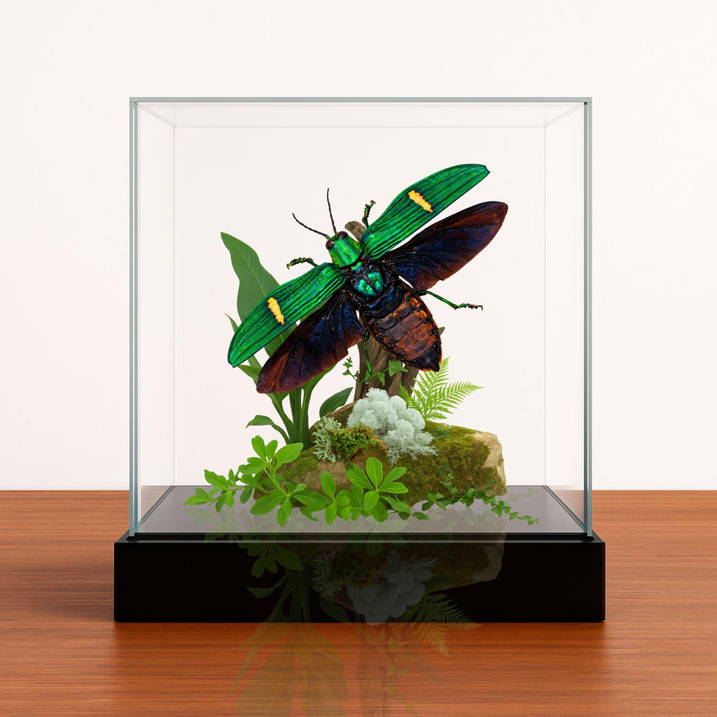 Cataxantha opulenta Jewel Beetle Diorama – Tropical Natural History Display 6x6x6 Cube