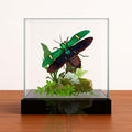 Cataxantha opulenta Jewel Beetle Diorama – Tropical Natural History Display 6x6x6 Cube