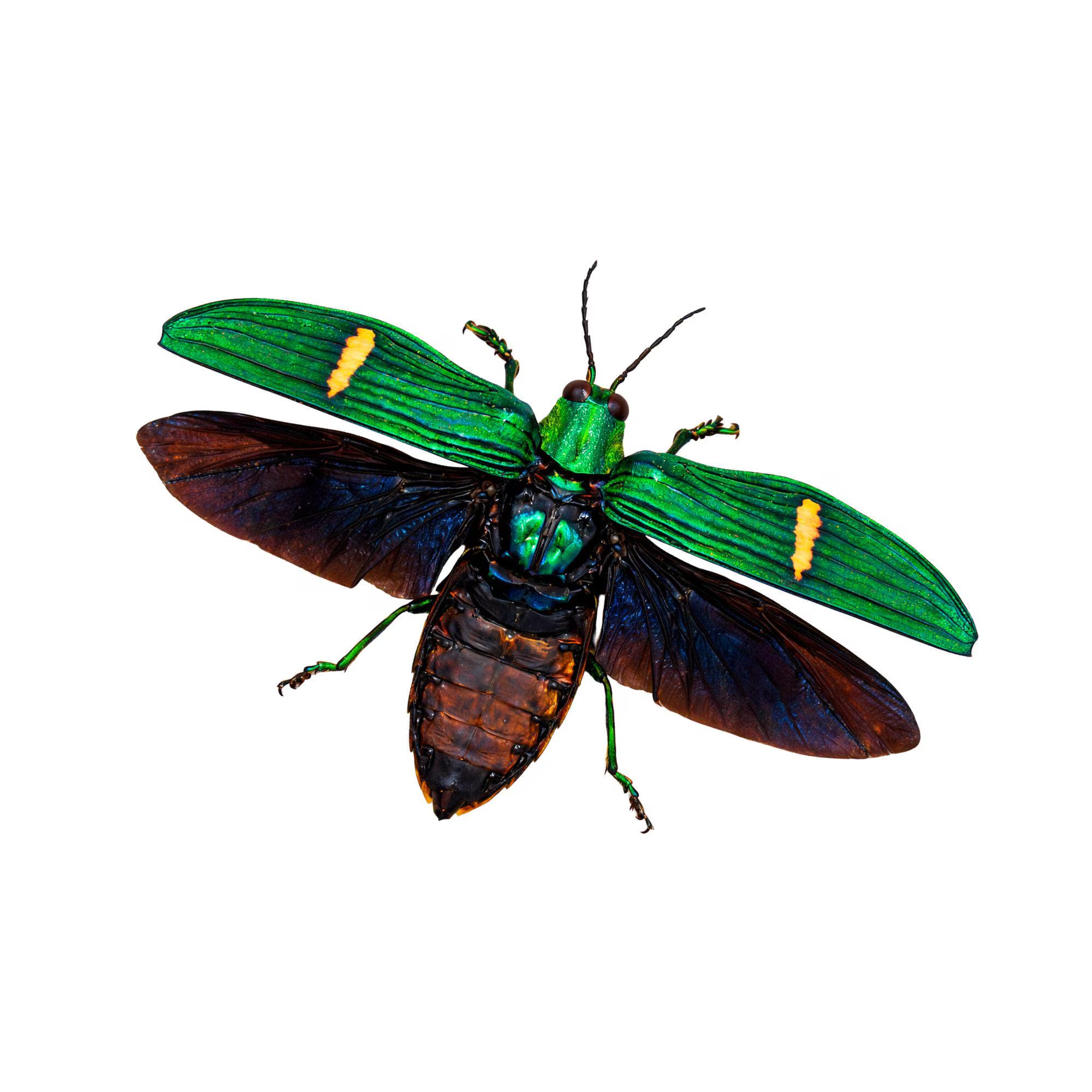 Cataxantha opulenta Jewel Beetle Diorama – Tropical Natural History Display 6x6x6 Cube