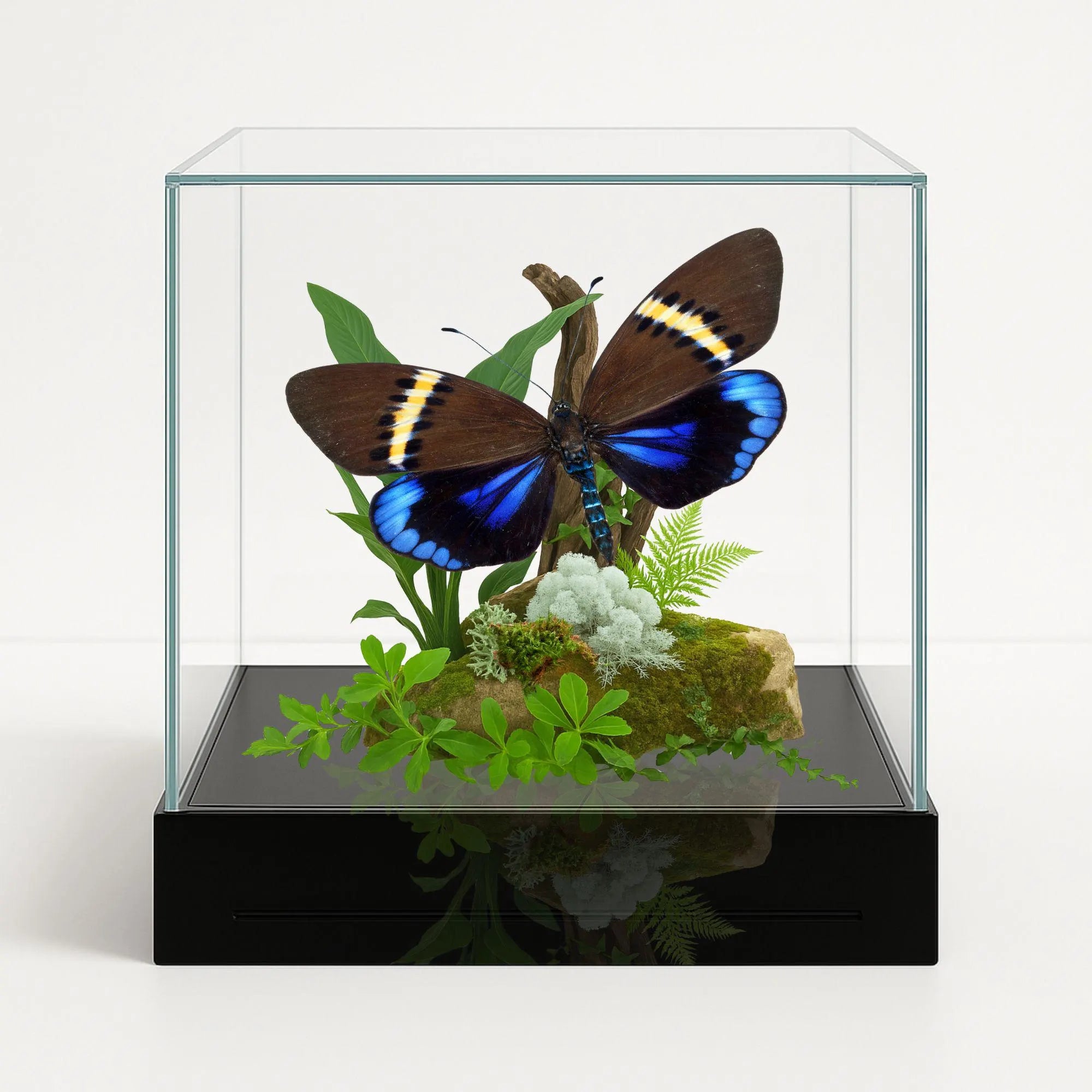Eterusia repleta Moth Diorama – 6×6×6 Acrylic Display