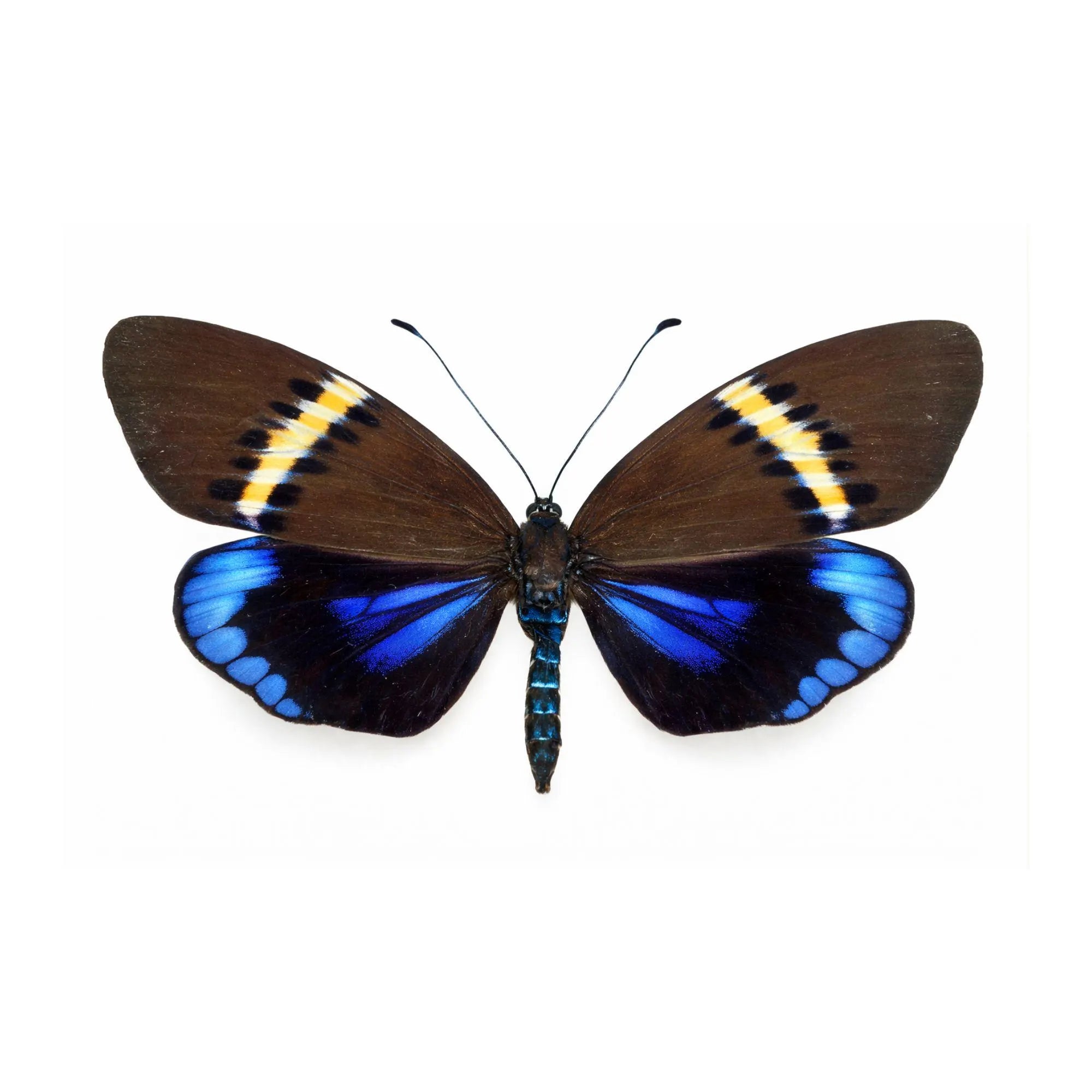 Eterusia repleta Moth Diorama – 6×6×6 Acrylic Display