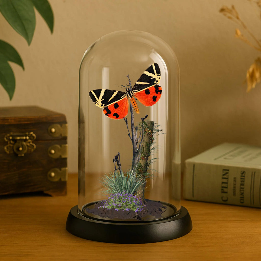 Euplagia quadripunctaria Jersey Tiger Moth Cloche Dome Diorama – Natural History Display 6x4 Acrylic