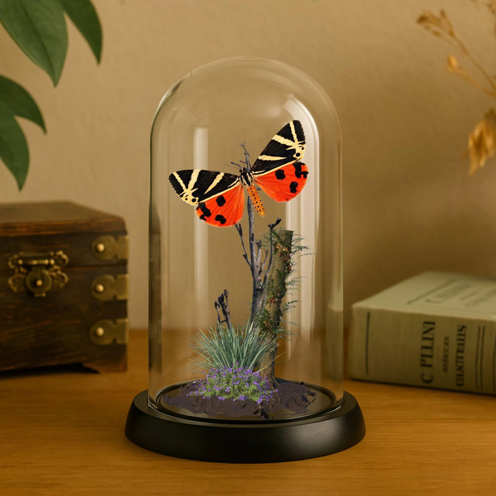 Euplagia quadripunctaria Jersey Tiger Moth Cloche Dome Diorama – Natural History Display 6x4 Acrylic