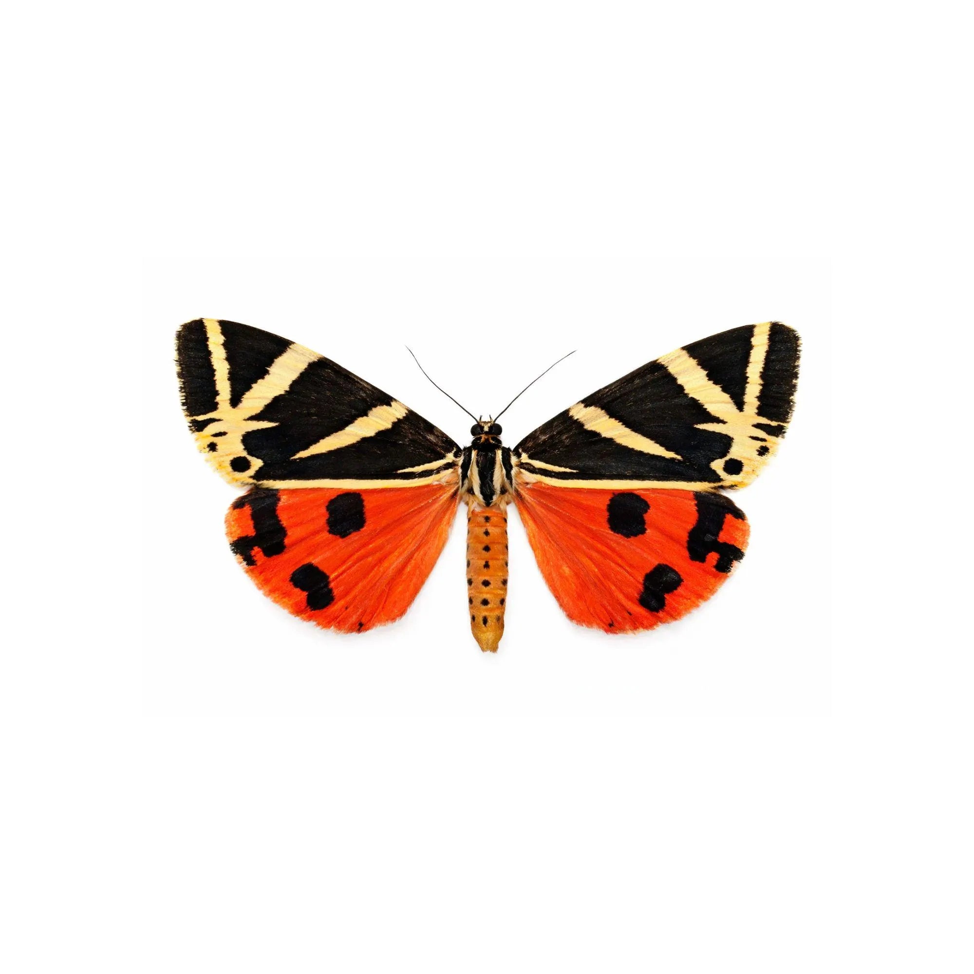Euplagia quadripunctaria Jersey Tiger Moth Cloche Dome Diorama – Natural History Display 6x4 Acrylic