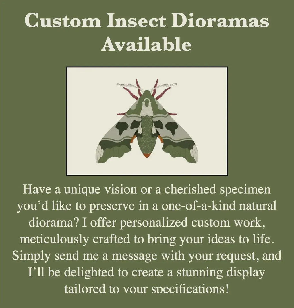 Framed Monarch Butterfly Specimen (Danaus plexippus)