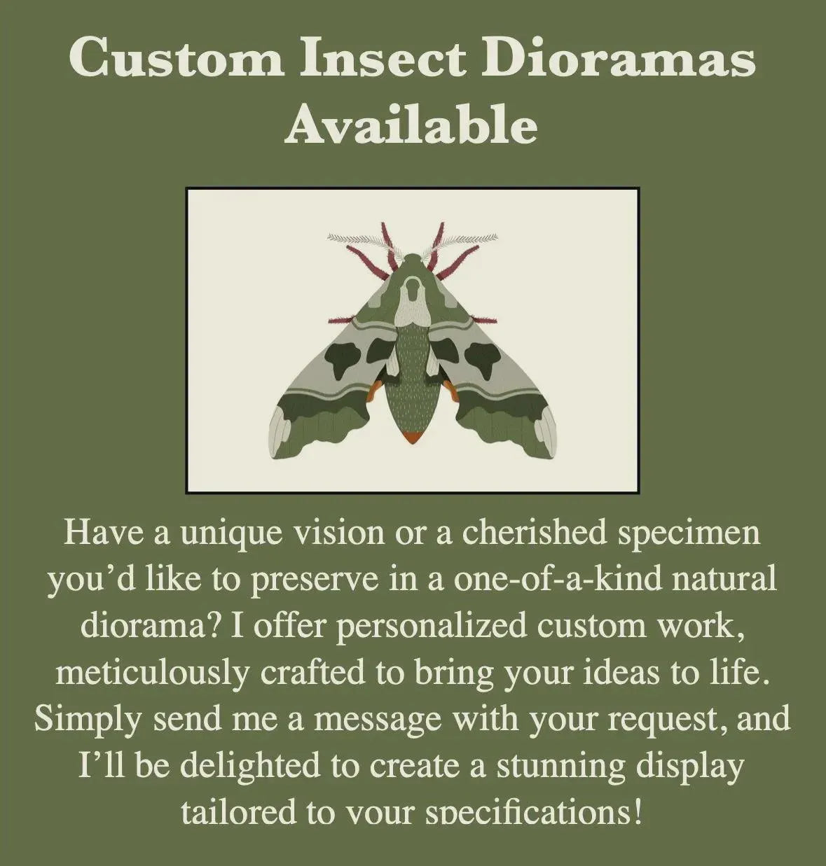 Framed Monarch Butterfly Specimen (Danaus plexippus)
