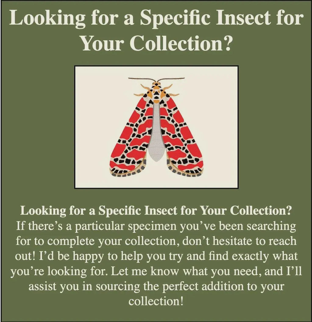 Framed Monarch Butterfly Specimen (Danaus plexippus)