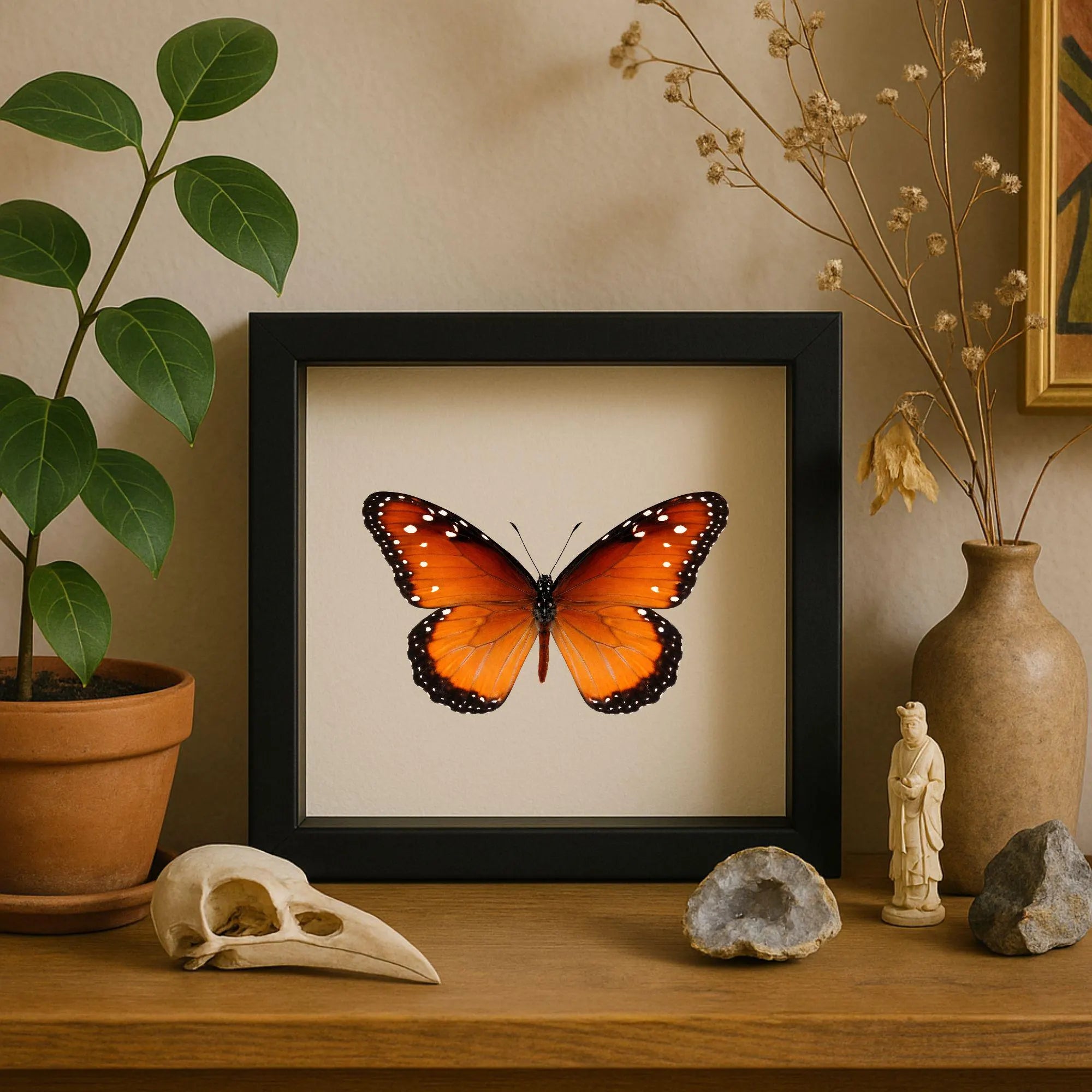 Framed Queen Butterfly Specimen (Danaus gilippus)