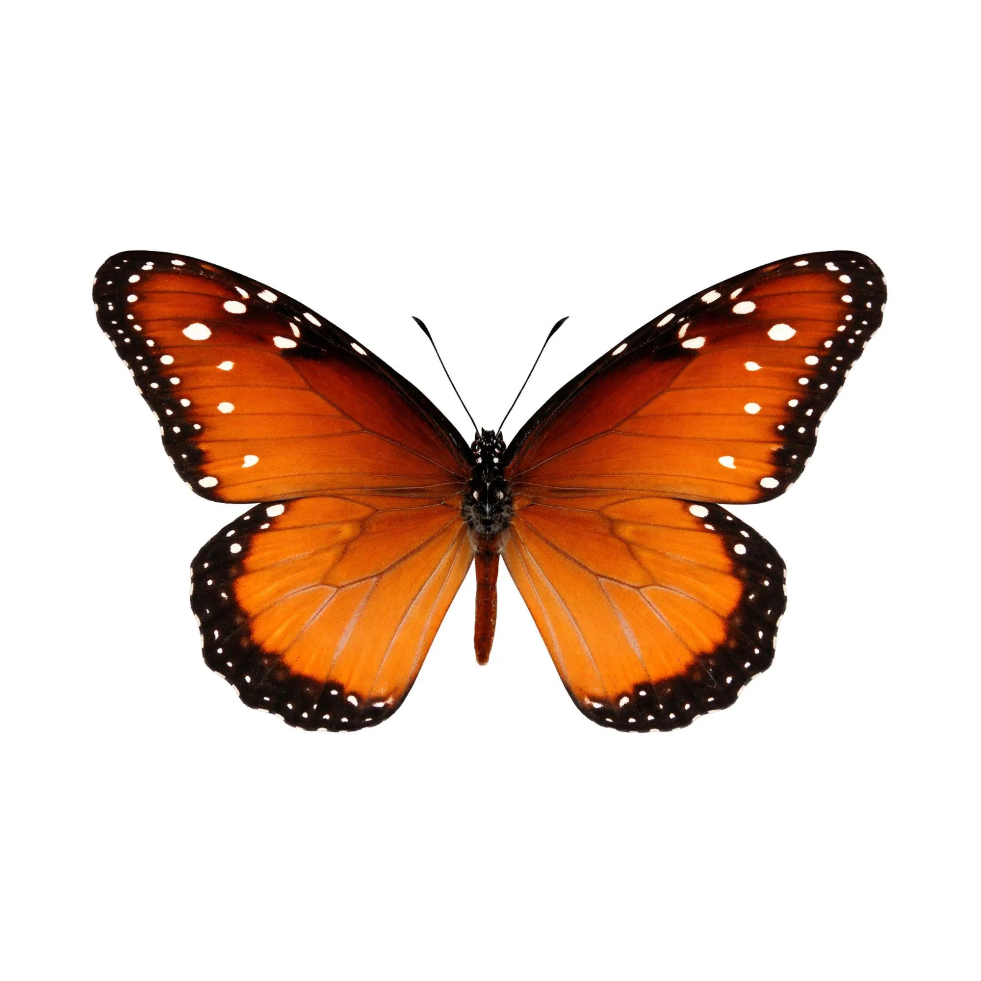 Framed Queen Butterfly Specimen (Danaus gilippus)