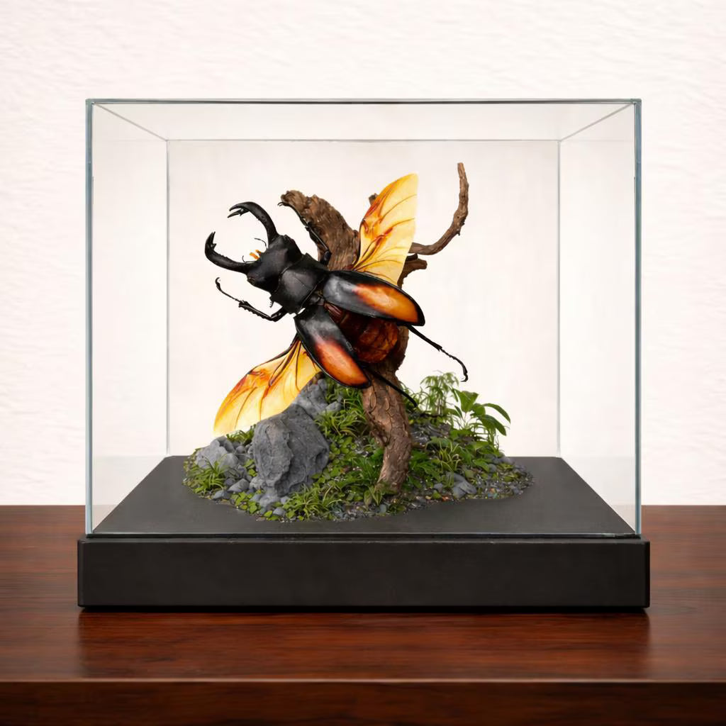 Philippines Stag Beetle Diorama – Tropical Natural History Display 6x6x6 Cube display