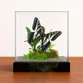 apilio eurymedon Butterfly Diorama – 6×6×6 Acrylic Display